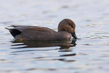 Swimming duck. Colorful water bacground. Bird: Gadwall (Mareca strepera).