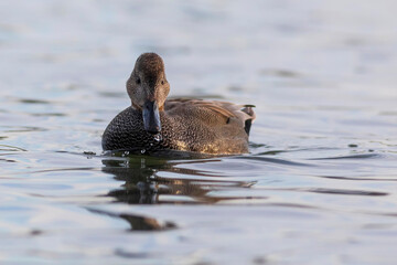 Swimming duck. Colorful water bacground. Bird: Gadwall (Mareca strepera).