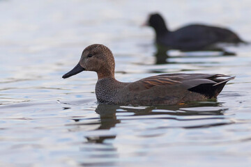 Swimming duck. Colorful water bacground. Bird: Gadwall (Mareca strepera).