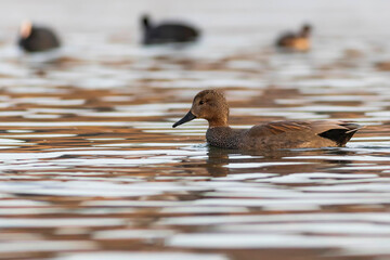 Swimming duck. Colorful water bacground. Bird: Gadwall (Mareca strepera).