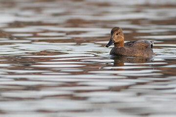 Swimming duck. Colorful water bacground. Bird: Gadwall (Mareca strepera).