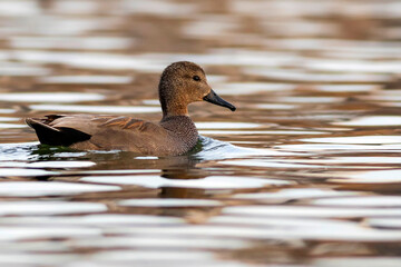 Swimming duck. Colorful water bacground. Bird: Gadwall (Mareca strepera).