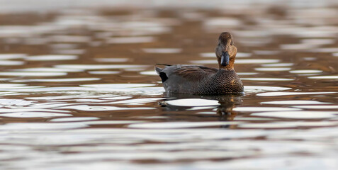 Swimming duck. Colorful water bacground. Bird: Gadwall (Mareca strepera).