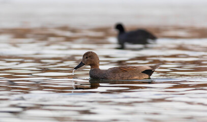 Swimming duck. Colorful water bacground. Bird: Gadwall (Mareca strepera).