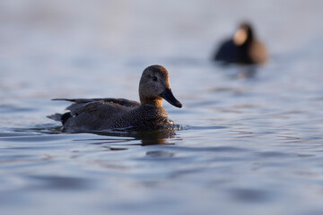 Swimming duck. Colorful water bacground. Bird: Gadwall (Mareca strepera).