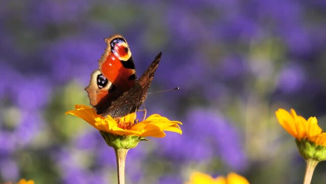 Peacock butterfly feeding with flower nectar ( Aglais io ).