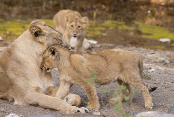 Fototapeta na wymiar Asiatic lion female with cub(Mothers love) Click at Gir National Park, Junagadh India. 