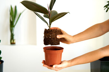 Household chores for transplanting flowers into a new pot. A young girl is engaged in flowers in a bright apartment