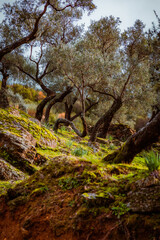 Fototapety na wymiar - Fototapeta24.pl