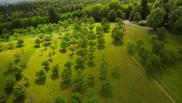 Green rural landscape in moody sunlight, aerial footage of trees on a meadow surrounded by a forest
