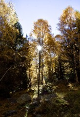 Obraz premium Rayo del sol pasando a través de las ramas en otoño.