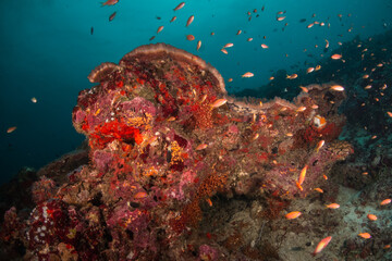 Naklejka na ściany i meble Colorful and vibrant coral reef scene, underwater photography