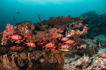 Obraz na płótnie Canvas Colorful and vibrant coral reef scene, underwater photography
