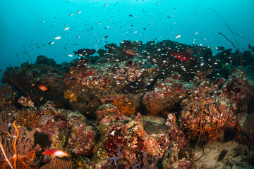Fototapeta na wymiar Colorful and vibrant coral reef scene, underwater photography