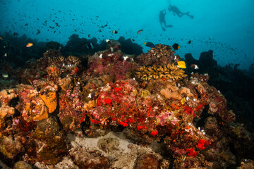 Fototapeta na wymiar Colorful and vibrant coral reef scene, underwater photography