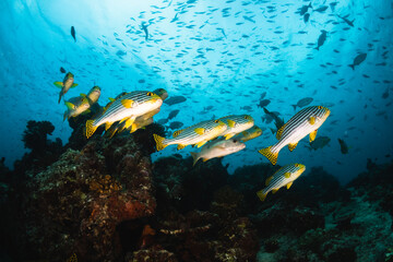 Colorful schooling reef fish, underwater photography