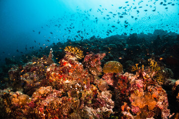 Naklejka na ściany i meble Colorful and vibrant coral reef scene, underwater photography