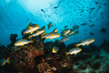 Colorful schooling reef fish, underwater photography