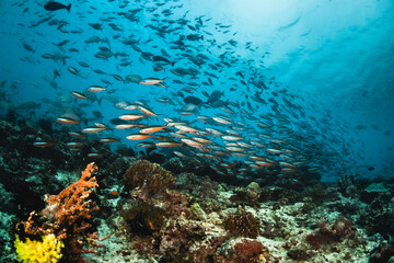 Fototapeta na wymiar Colorful schooling reef fish, underwater photography