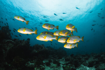 Fototapeta na wymiar Colorful schooling reef fish, underwater photography