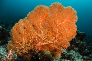 Orange sea fan, coral reef, underwater photography