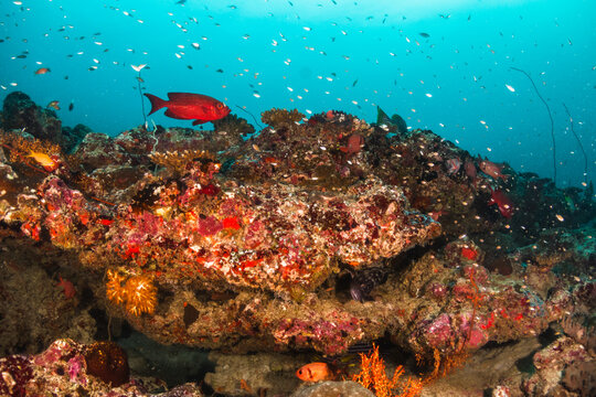 Colorful and vibrant coral reef scene, underwater photography