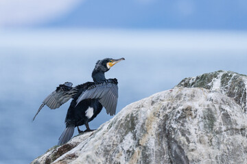 The Great cormorant (Phalacrocorax carbo)