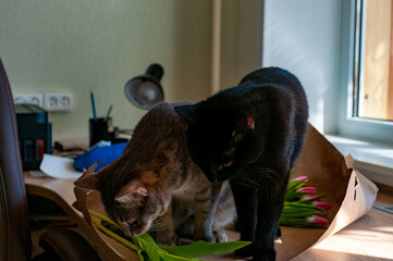 The gray striped kitty and Little Black Panther are resting after their vaccinations!