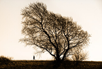 Weide hinterm Deich © helmut Schmidt