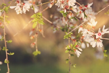 background of spring cherry blossoms tree. selective focus