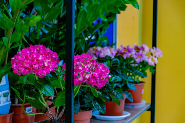 Very pretty flowers at the flower shop!