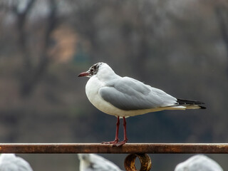 a lone black-headed gull sits on a river fence on a cloudy winter day