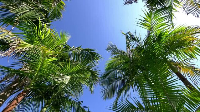 Walking under palm trees in 4K slow motion 60fps