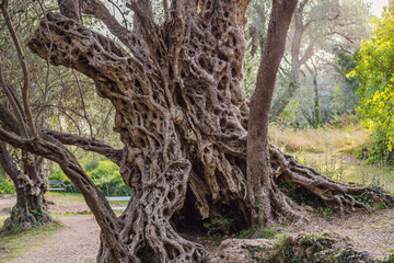 Fototapeta na wymiar 2000 years old olive tree: Stara Maslina in Budva, Montenegro. It is thought to be the oldest tree in Europe and is a tourist attraction. In the background the montenegrin mountains. Europe