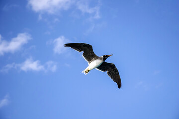 Large white seagull flies in blue sky with clouds, freedom in wild. Close-up. View from below. Copy space. Selective focus.