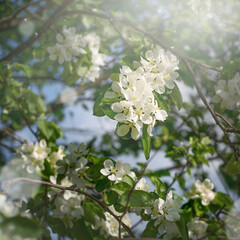 Blurred White beautiful flowers in apple tree blooming in the early spring, nature backgroung with copy space