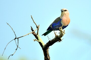 Eine Blaubachracke (Coracias cyanogaster), auch Opalracke genannt, Ghana.