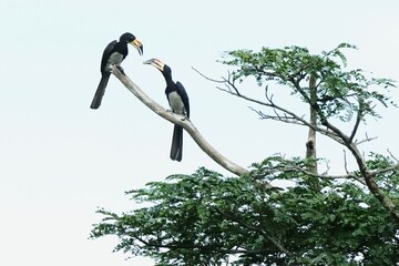 Ein Paar Elstertokos (Tockus fasciatus), African pied hornbill, in Ghana.