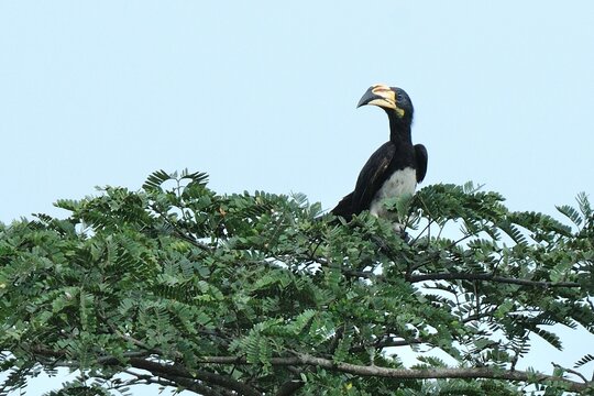 Ein Elstertoko (Tockus fasciatus), African pied hornbill, in Ghana.
