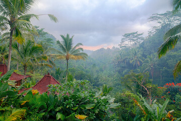 Fototapeta na wymiar Morning fog on the rainy deep jungle forest in Bali above the village