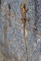 Oriental garden lizard juvenile