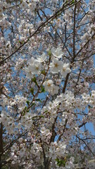 cherry blossoms