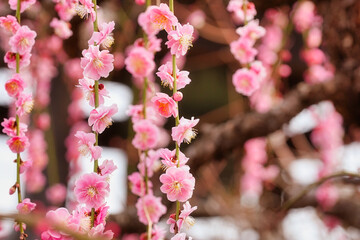 梅の花
