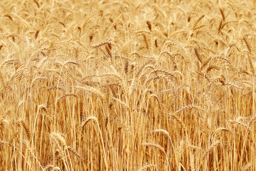 Golden wheat field at sunset.  Harvest and food concept.