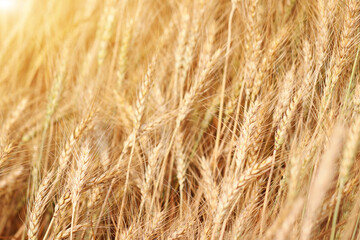 Golden wheat field at sunset.  Harvest and food concept.