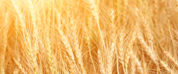 Golden wheat field at sunset.  Harvest and food concept.