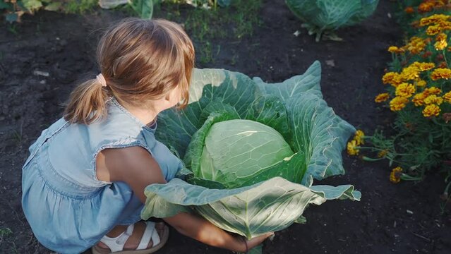 A little girl hugs a large cabbage in the garden. Happy kid Hugs Green Cabbage. Household farming, hobby, growing homemade organic vegetables.