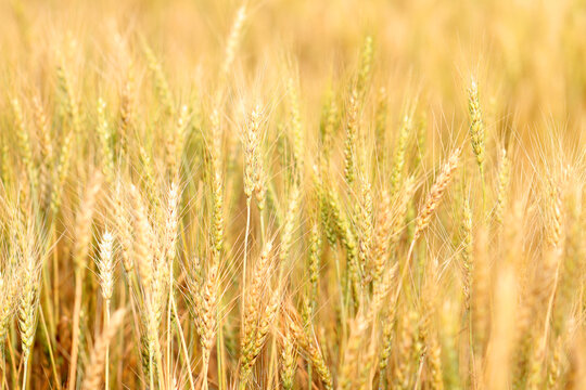 Golden wheat field at sunset. Harvest and food concept. © Sai