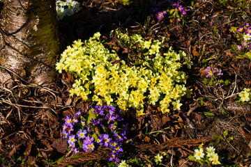 primula vulgaris primrose, yellow primroses in spring in the meadow