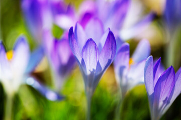 Meadow full of crocuses in spring, March, tree behind